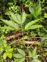Cardamine glanduligera
