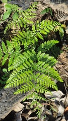 Dennstaedtia davallioides
