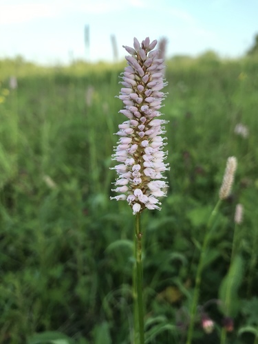 Bistorta officinalis iNat (3)
