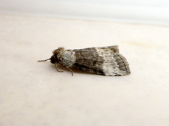 Tetheella fluctuosa