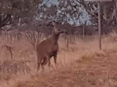 Rusa