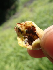 Paracopium australicum