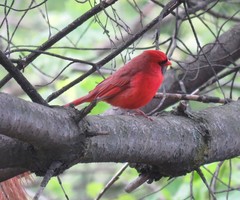 Cardinalis cardinalis