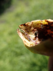 Paracopium australicum