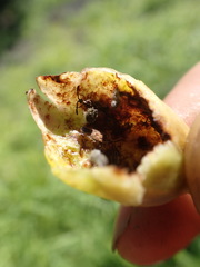 Paracopium australicum