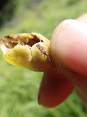 Paracopium australicum