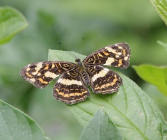 Araschnia prorsoides