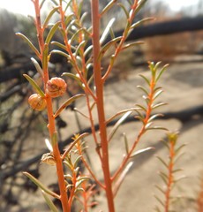 Gyrostemon australasicus