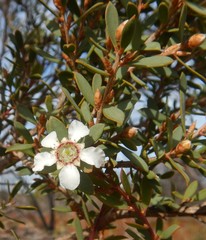 Leptospermum coriaceum