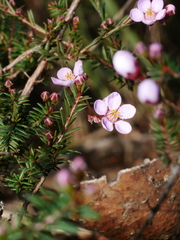 Euryomyrtus ramosissima ramosissima
