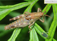 Ognevia longipennis