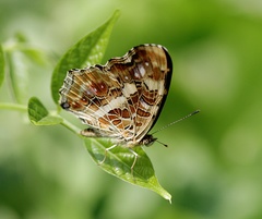 Araschnia prorsoides