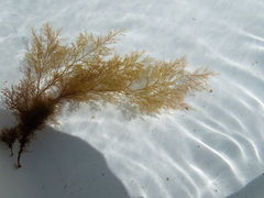 Vertebrata fucoides