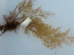 Vertebrata fucoides