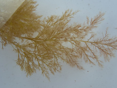 Vertebrata fucoides