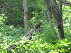 Sciurotamias davidianus