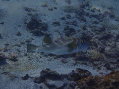 Sphoeroides annulatus