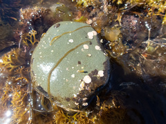 Asperococcus fistulosus