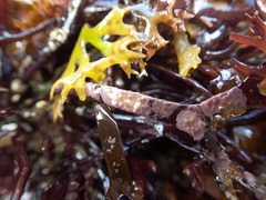 Titanoderma pustulatum