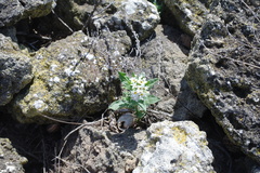 Tournefortia sibirica