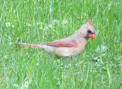 Cardinalis cardinalis