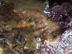 Oshurkovia littoralis