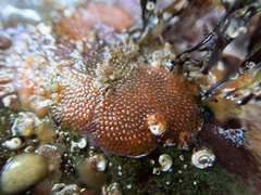Oshurkovia littoralis