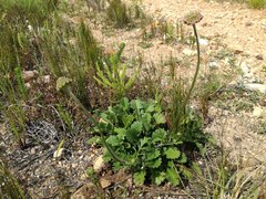 Scabiosa incisa