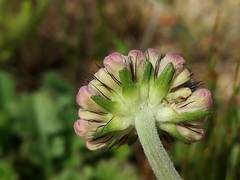 Scabiosa incisa