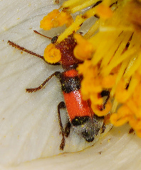 Enoclerus coccineus