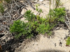 Dasispermum hispidum