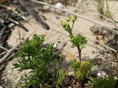Dasispermum hispidum