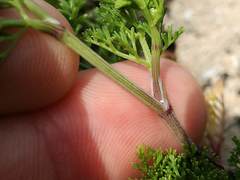 Dasispermum hispidum