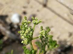 Dasispermum hispidum