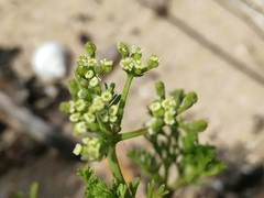 Dasispermum hispidum