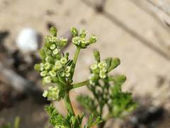 Dasispermum hispidum