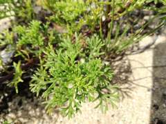 Dasispermum hispidum