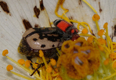 Enoclerus coccineus