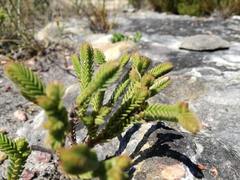 Crassula ericoides ericoides