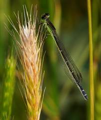 Ischnura denticollis
