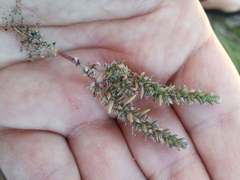 Crassula lanceolata