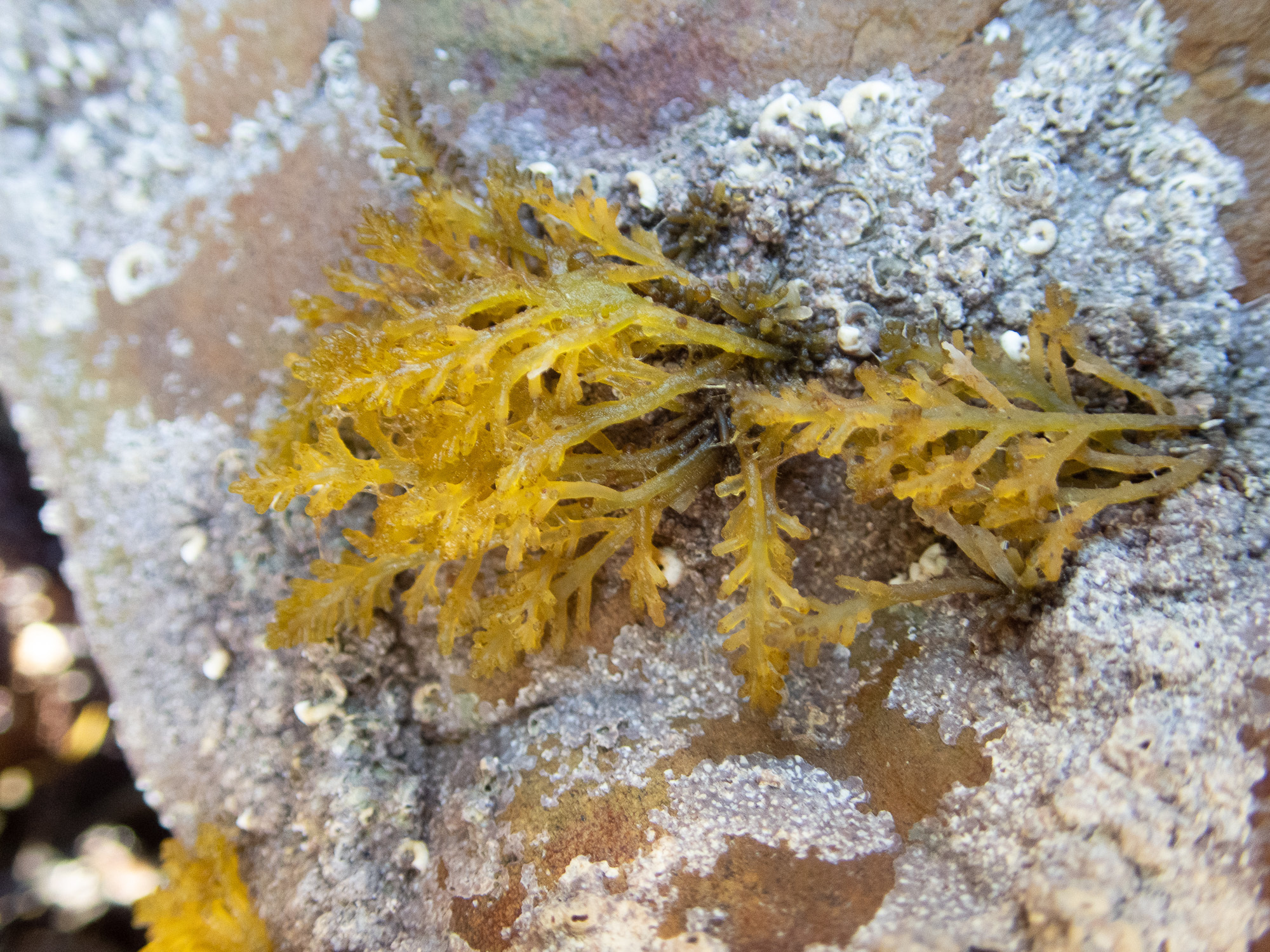 Osmundea Hybrida DC K W Nam Osmundea Hybrida DC K W Nam