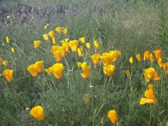 Eschscholzia californica