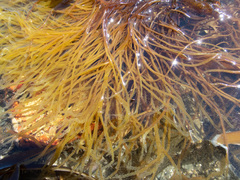 Chordaria flagelliformis