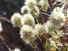 Jasione blepharodon