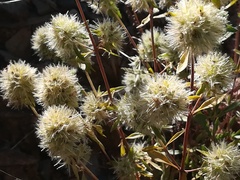 Jasione blepharodon