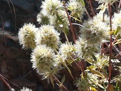 Jasione blepharodon