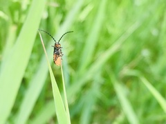 Silis ruficollis