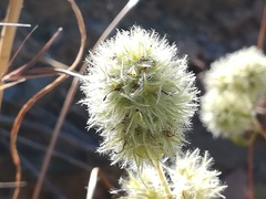 Jasione blepharodon