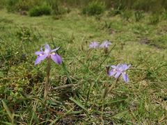 Moraea australis